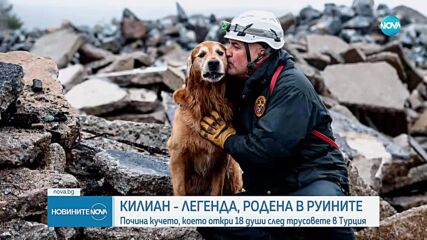 Почина легендарното куче Килиан, открило 18 души след трусовете в Турция