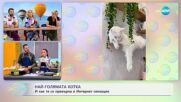 Най-голямата котка се превърна в сензация в интернет
