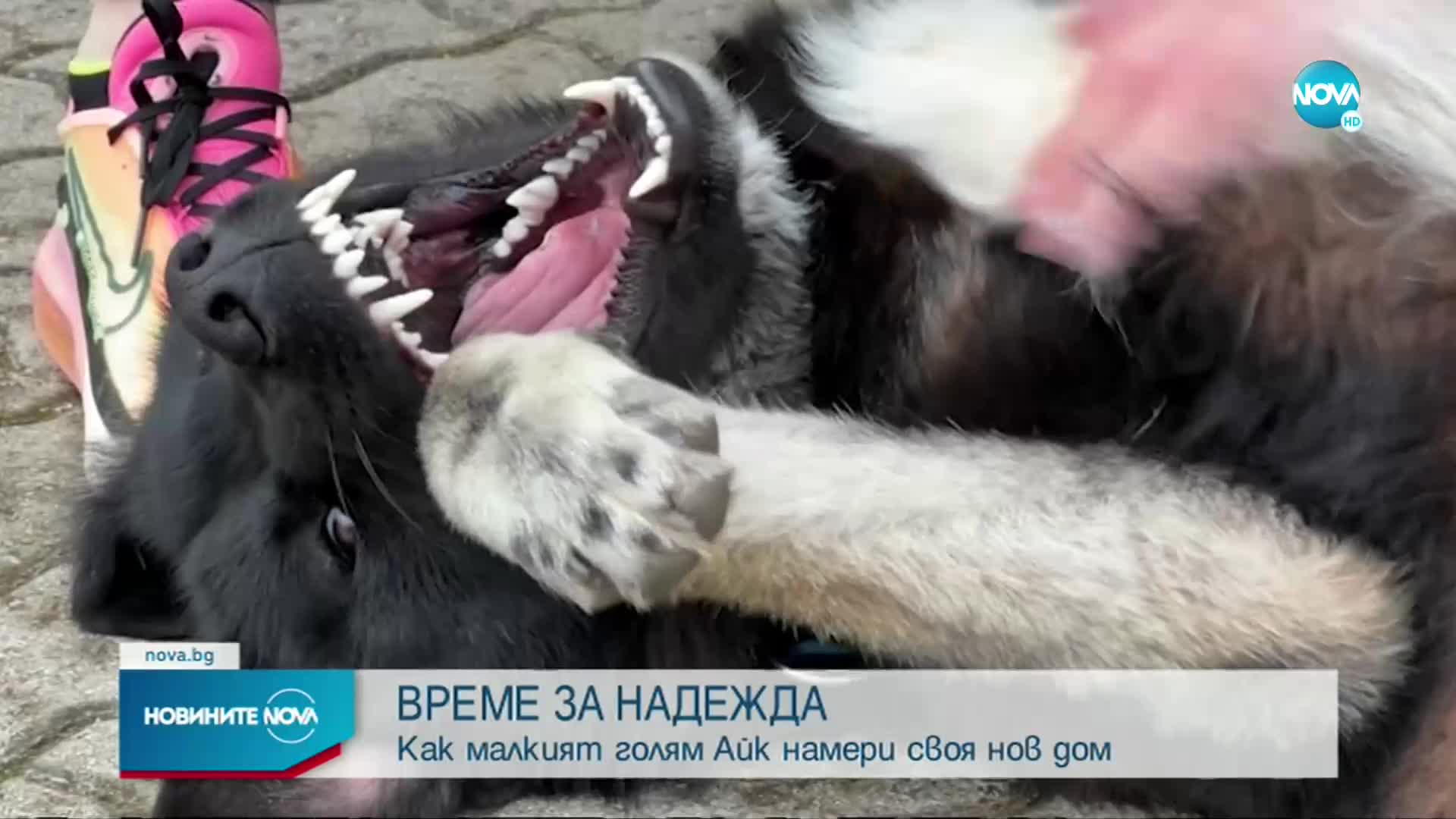 ВРЕМЕ ЗА НАДЕЖДА: Как малкият голям Айк намери своя нов дом